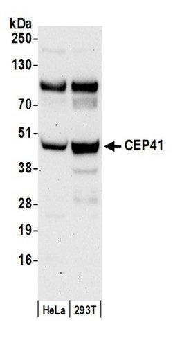 CEP41 Rabbit anti-Human, Polyclonal, Bethyl Laboratories 100 &mu;L; Unconjugated:Antibodies,