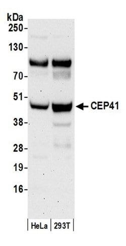 CEP41 Polyclonal Antibody, Bethyl Laboratories 20 &mu;L; Unconjugated:Antibodies,