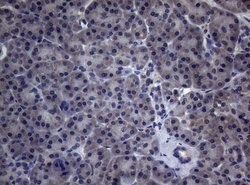 CEP55 Monoclonal Antibody (OTI6H3), TrueMAB , OriGene 100 &mu;L; Unconjugated:Antibodies,