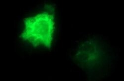 CEP68 Monoclonal Antibody (OTI5B4), TrueMAB , OriGene 100 &mu;L; Unconjugated:Antibodies,