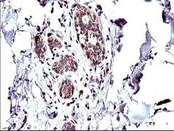 CEP68 Monoclonal Antibody (OTI5B4), TrueMAB , OriGene 100 &mu;L; Unconjugated:Antibodies,