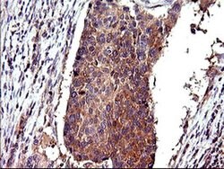 CEP68 Monoclonal Antibody (OTI5B4), TrueMAB , OriGene 100 &mu;L; Unconjugated:Antibodies,