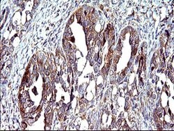 CEP68 Monoclonal Antibody (OTI5B4), TrueMAB , OriGene 100 &mu;L; Unconjugated:Antibodies,