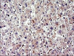 CEP68 Monoclonal Antibody (OTI5B4), TrueMAB , OriGene 100 &mu;L; Unconjugated:Antibodies,