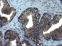 CEP68 Monoclonal Antibody (OTI5D8), TrueMAB , OriGene:Antibodies:Primary