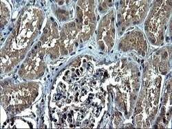 CEP68 Monoclonal Antibody (OTI5D8), TrueMAB , OriGene 100 &mu;L; Unconjugated:Antibodies,