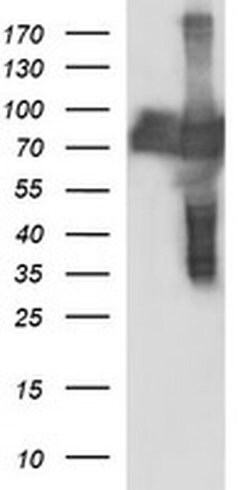 CEP68 Monoclonal Antibody (OTI5B4), TrueMAB , OriGene 100 &mu;L; Unconjugated:Antibodies,