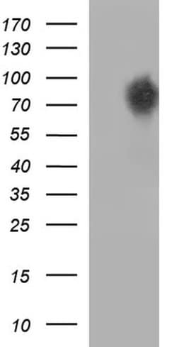 CEP68 Monoclonal Antibody (OTI5D8), TrueMAB , OriGene:Antibodies:Primary