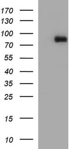 CEP68 Monoclonal Antibody (OTI6B4), TrueMAB , OriGene 100 &mu;L; Unconjugated:Antibodies,