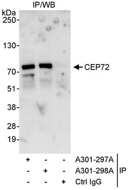 CEP72 Rabbit anti-Human, Polyclonal, Bethyl Laboratories 10 &mu;l; Unlabeled:Antibodies,