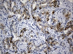 CEP72 Mouse anti-Human, Clone: OTI4D2, lyophilized, TrueMAB 100 &mu;g;