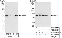 CEP97 Rabbit anti-Human, Polyclonal, Bethyl Laboratories 100 &mu;L; Unconjugated:Antibodies,