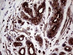 CERS2 Mouse anti-Human, Clone: OTI3D9, lyophilized, TrueMAB 100 &mu;g;