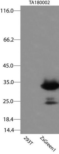 ZsGreen1 Mouse anti-Tag, Clone: OTI2C2 (formerly 2C2), TrueMAB , Origene
