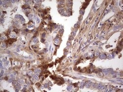 CFI Mouse anti-Human, Clone: OTI15H9, lyophilized, TrueMAB 100 &mu;g; Unconjugated:Antibodies,