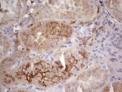 CFI Mouse anti-Human, Clone: OTI15H9, lyophilized, TrueMAB 100 &mu;g; Unconjugated:Antibodies,