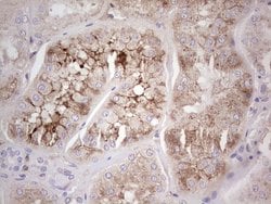 CFI Monoclonal Antibody (OTI17F1), TrueMAB , OriGene 30 &mu;L; Unconjugated:Antibodies,