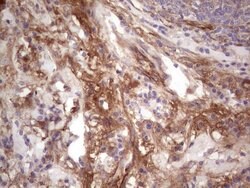 CFI Monoclonal Antibody (OTI4A8), TrueMAB , OriGene 100 &mu;L; Unconjugated:Antibodies,