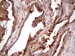 CFI Monoclonal Antibody (OTI4A8), TrueMAB , OriGene 100 &mu;L; Unconjugated:Antibodies,