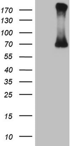 CFI Monoclonal Antibody (OTI4H9), TrueMAB , OriGene:Antibodies:Primary