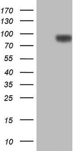 CFI Mouse anti-Human, Clone: OTI4E9, lyophilized, TrueMAB 100 &mu;g; Unconjugated:Antibodies,