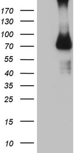 CFI Mouse anti-Human, Clone: OTI7D6, lyophilized, TrueMAB 100 &mu;g; Unconjugated:Antibodies,