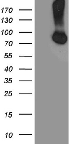 CFI Monoclonal Antibody (OTI3C1), TrueMAB , OriGene:Antibodies:Primary