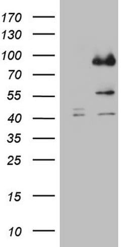 CFI Monoclonal Antibody (OTI6G7), TrueMAB , OriGene:Antibodies:Primary