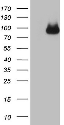 CFI Mouse anti-Human, Clone: OTI15H9, lyophilized, TrueMAB 100 &mu;g; Unconjugated:Antibodies,