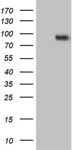 CFI Monoclonal Antibody (OTI11G3), TrueMAB , OriGene:Antibodies:Primary