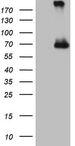 CFI Mouse anti-Human, Clone: OTI2B5, lyophilized, TrueMAB 100 &mu;g; Unconjugated:Anticuerpos
