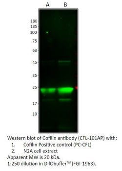 Cofilin Rabbit anti-Human, Mouse, Rat, Polyclonal, FabGennix 200 &mu;L;
