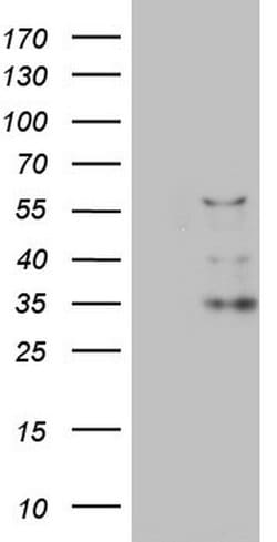 CFLAR Mouse anti-Human, Clone: OTI2H3, lyophilized, TrueMAB 100 &mu;g;