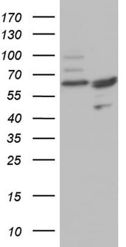 CFLAR Mouse anti-Human, Clone: OTI2B9, lyophilized, TrueMAB 100 &mu;g;