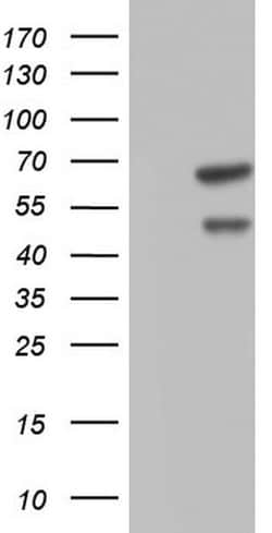 CFLAR Mouse anti-Human, Clone: OTI2H8, lyophilized, TrueMAB 100 &mu;g;