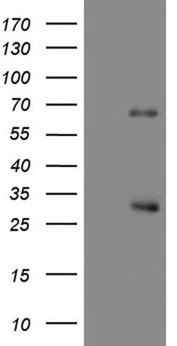 CFLAR Monoclonal Antibody (OTI1B1), TrueMAB , OriGene 30 &mu;L; Unconjugated:Antibodies,