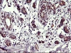 CHAC1 Mouse anti-Human, Clone: OTI1E2, liquid, TrueMAB 100 &mu;L; Unconjugated:Antibodies,
