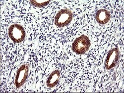 CHAC1 Mouse anti-Human, Clone: OTI1E2, liquid, TrueMAB 100 &mu;L; Unconjugated:Antibodies,