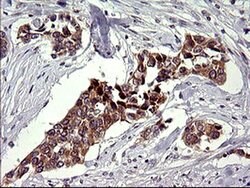 CHAC1 Mouse anti-Human, Clone: OTI1E2, liquid, TrueMAB 100 &mu;L; Unconjugated:Antibodies,
