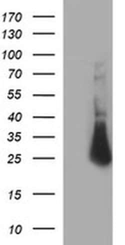 CHAC1 Monoclonal Antibody (OTI1G7), TrueMAB , OriGene 30 &mu;L | Buy Online | Origene Technologies | Fisher Scientific