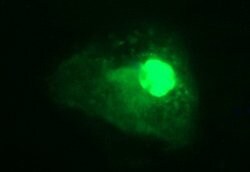 CHAF1B Mouse anti-Human, Clone: OTI2D5, liquid, TrueMAB 100 &mu;L; Unconjugated:Antibodies,