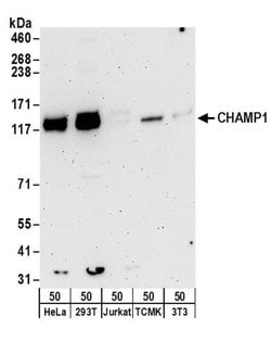 CHAMP1 Rabbit anti-Human, Mouse, Polyclonal, Bethyl Laboratories 100 &mu;L;