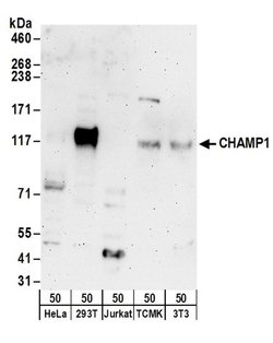 CHAMP1 Rabbit anti-Human, Mouse, Polyclonal, Bethyl Laboratories 100 &mu;L;