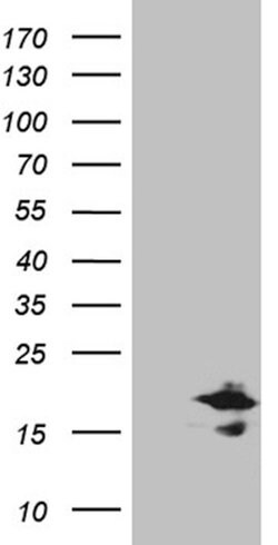 CHCHD10 Mouse anti-Human, Clone: OTI2D10, lyophilized, TrueMAB 100 &mu;g;