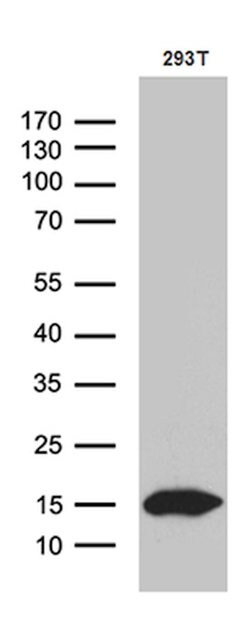 CHCHD10 Mouse anti-Human, Clone: OTI2D10, lyophilized, TrueMAB 100 &mu;g;