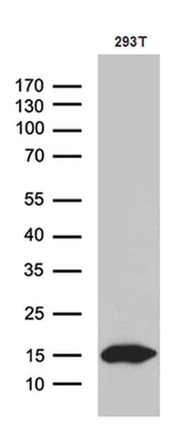 CHCHD10 Monoclonal Antibody (OTI2D10), TrueMAB , OriGene 30 &mu;L | Buy Online | Origene Technologies | Fisher Scientific
