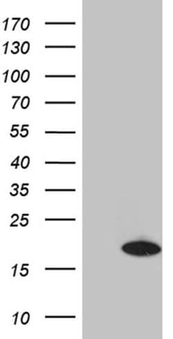 CHCHD10 Monoclonal Antibody (OTI3D7), TrueMAB , OriGene 100 &mu;L; Unconjugated:Antibodies,
