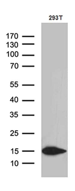 CHCHD10 Monoclonal Antibody (OTI3D7), TrueMAB , OriGene 100 &mu;L; Unconjugated:Antibodies,