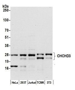 CHCHD3 Polyclonal Antibody, Bethyl Laboratories:Antibodies:Primary Antibodies