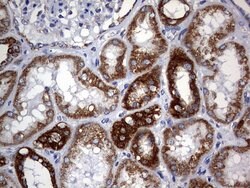 CHCHD3 Monoclonal Antibody (OTI3E10), TrueMAB , OriGene 100 &mu;L; Unconjugated:Antibodies,